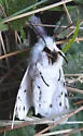 Dubious Tiger Moth - Hodges#8136 - photo 5