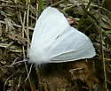 Pink-legged Tiger Moth - Hodges#8133