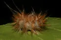 Pink-legged Tiger Moth - Hodges#8133 - photo 3