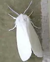 Pink-legged Tiger Moth - Hodges#8133 - photo 4