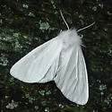 Pink-legged Tiger Moth - Hodges#8133 - photo 5