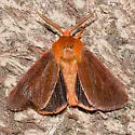 Brown Tiger Moth - Hodges#8139