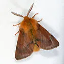 Brown Tiger Moth - Hodges#8139 - photo 2