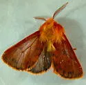 Brown Tiger Moth - Hodges#8139 - photo 3