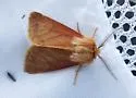 Brown Tiger Moth - Hodges#8139 - photo 4