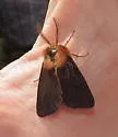 Brown Tiger Moth - Hodges#8139 - photo 5