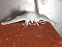 Vestal Tiger Moth - Hodges#8135 - Spilosoma vestalis