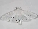 Vestal Tiger Moth - Hodges#8135 - photo 2