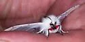 Vestal Tiger Moth - Hodges#8135 - photo 4