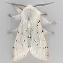 Vestal Tiger Moth - Hodges#8135 - photo 5