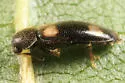 Spilotus quadripustulatus - photo 2