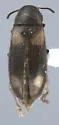 Spilotus quadripustulatus - photo 3