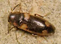 Spilotus quadripustulatus - photo 4