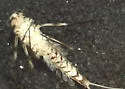 Spinadis simplex
