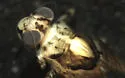 Spinadis simplex - photo 2