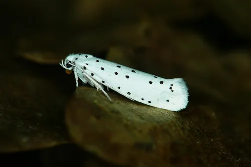 Spindle Ermine
