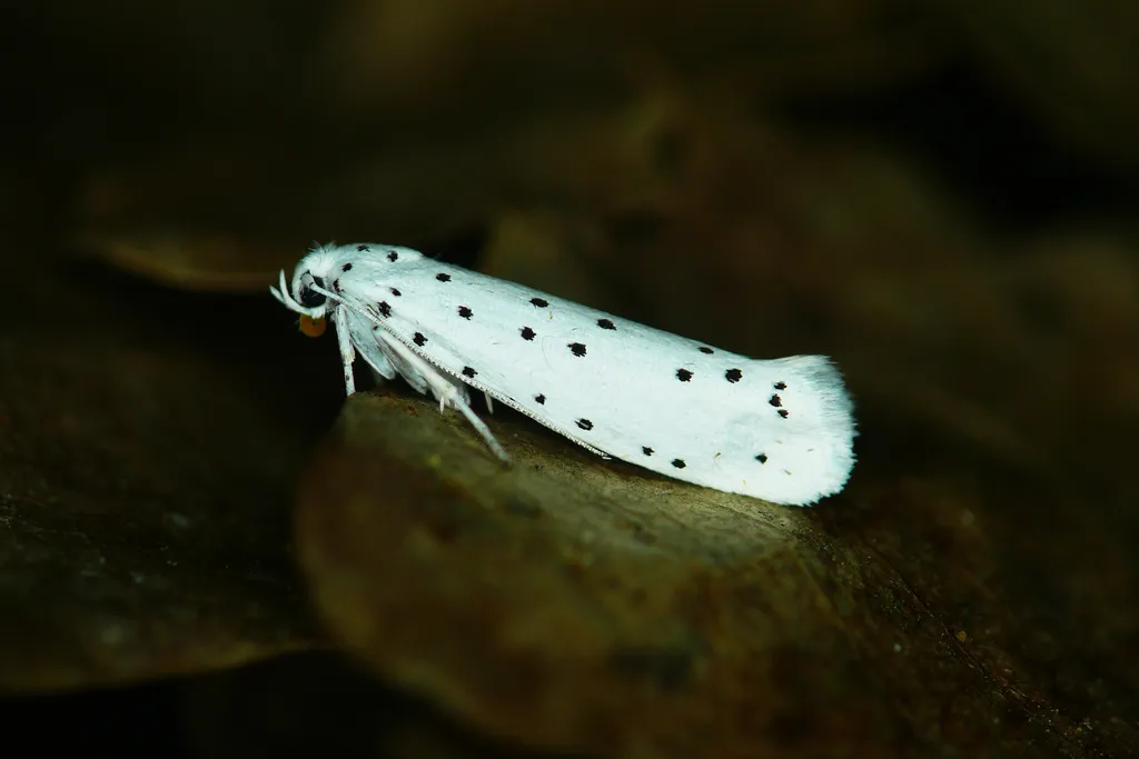 Spindle Ermine - photo 2