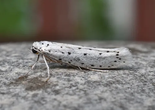 Spindle Ermine - photo 4