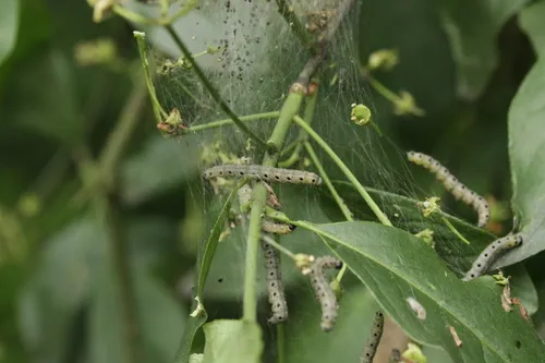 Spindle Ermine - photo 5