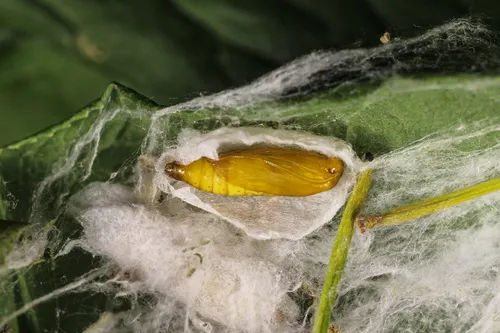 Spindle Ermine - photo 6