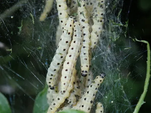 Spindle Ermine - photo 7