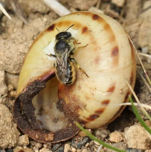 Spined Mason Bee - photo 2