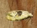 Spinipogon resthavenensis - Hodges#3852.3