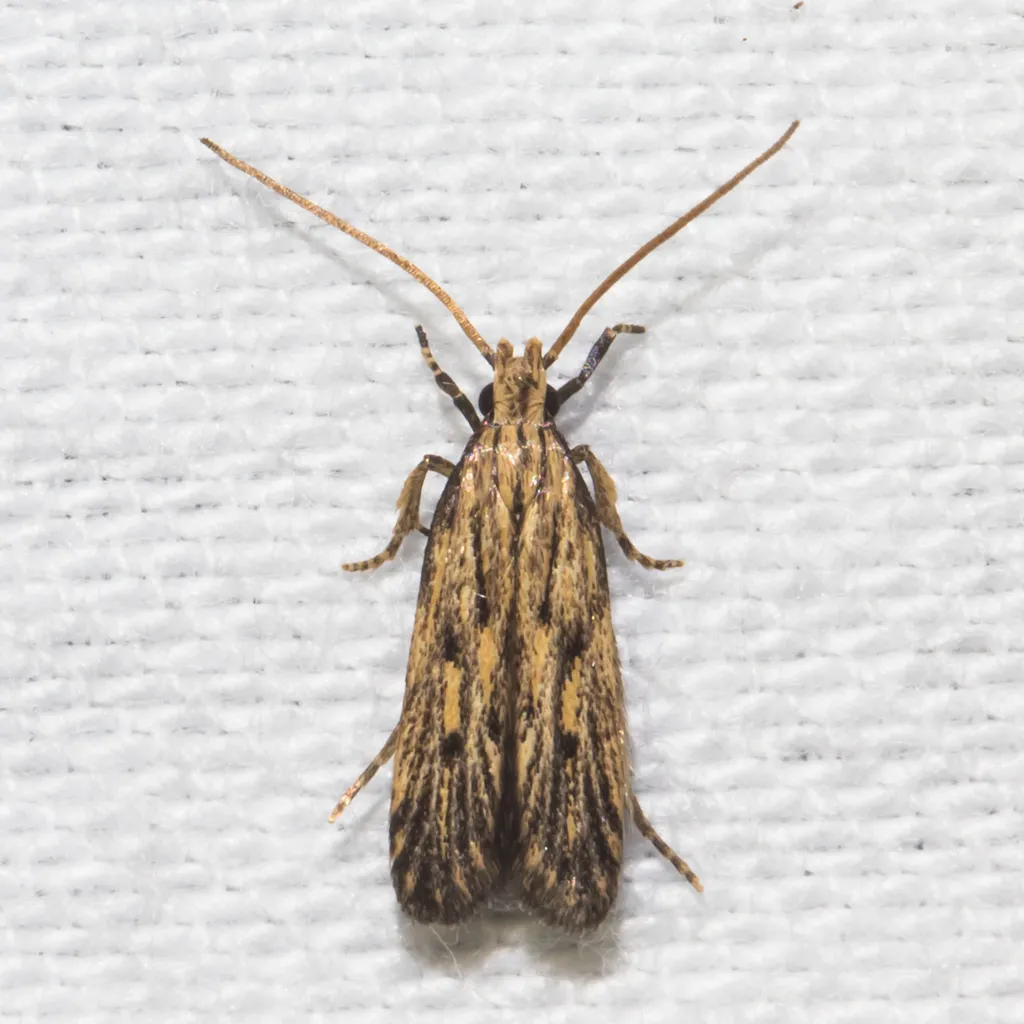 Streaked Spinitibia Moth - photo 2