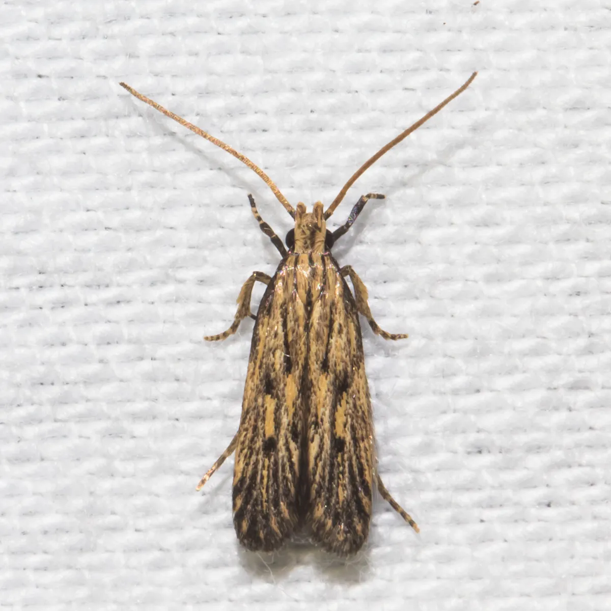 Streaked Spinitibia Moth - photo 3