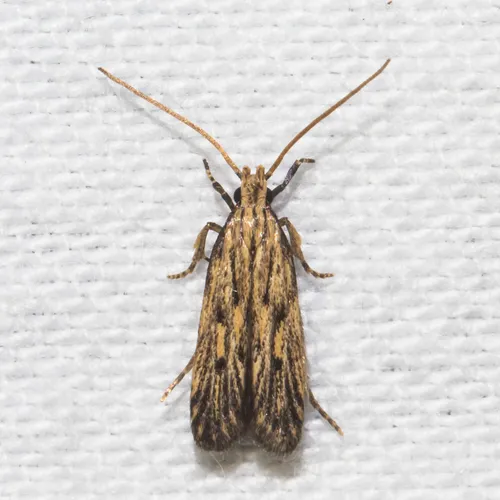 Streaked Spinitibia Moth - photo 4