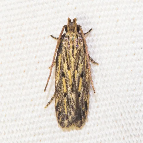 Streaked Spinitibia Moth - photo 5