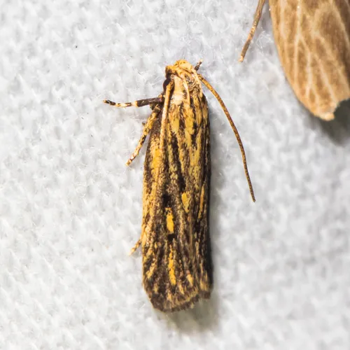 Streaked Spinitibia Moth - photo 6