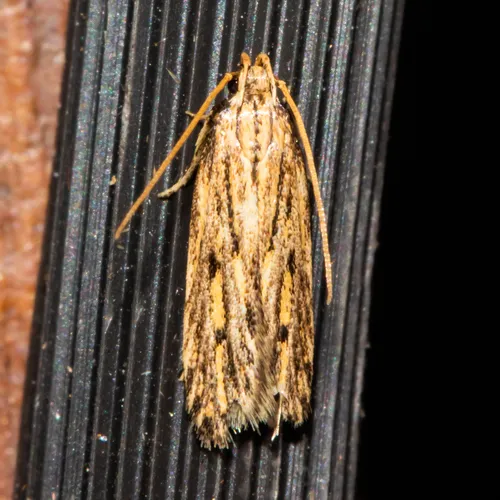 Streaked Spinitibia Moth - photo 7