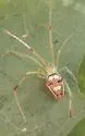 Spintharus flavidus - Spintharus flavidus