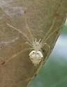 Spintharus flavidus - photo 2