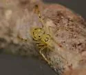 Spintharus flavidus - photo 3