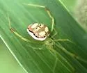 Spintharus flavidus - photo 4
