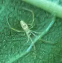 Spintharus flavidus - photo 5