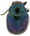 Spintherophyta arizonensis