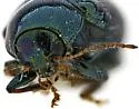Spintherophyta arizonensis - photo 3