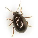 Spintherophyta globosa - Spintherophyta globosa