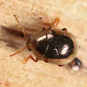 Spintherophyta globosa - photo 2