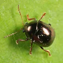 Spintherophyta globosa - photo 3