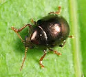 Spintherophyta globosa - photo 4