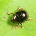 Spintherophyta globosa - photo 5
