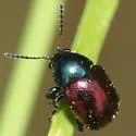 Spintherophyta violaceipennis