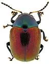 Spintherophyta violaceipennis - photo 2