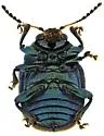 Spintherophyta violaceipennis - photo 3