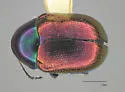 Spintherophyta violaceipennis - photo 4