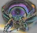 Spintherophyta violaceipennis - photo 5